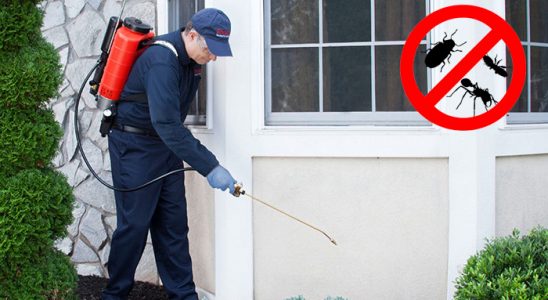 Gümüşova Kemirgen İlaçlama böcek ilaçlama ve haşere kontrolü — ilaclama-tr.com